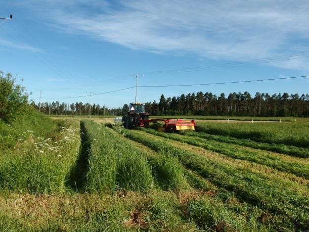 Esityksen sisältö Tausta ja tutkimustarve