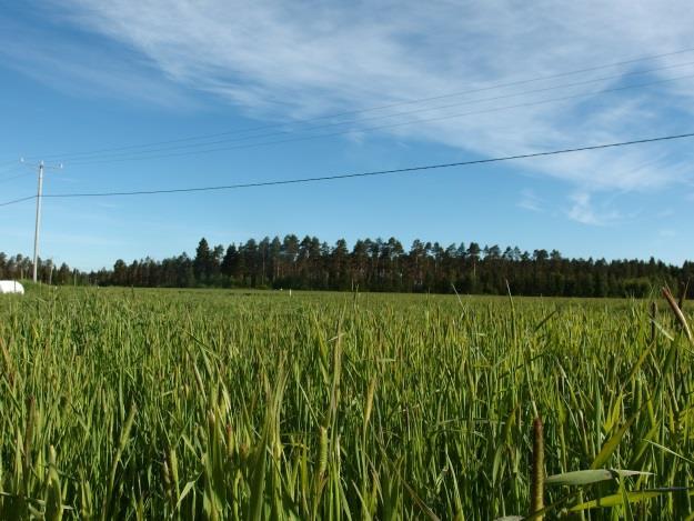 Aflatoksiinin kertymään johtavat korkea lämpötila, vähäinen sademäärä ja tästä johtuva