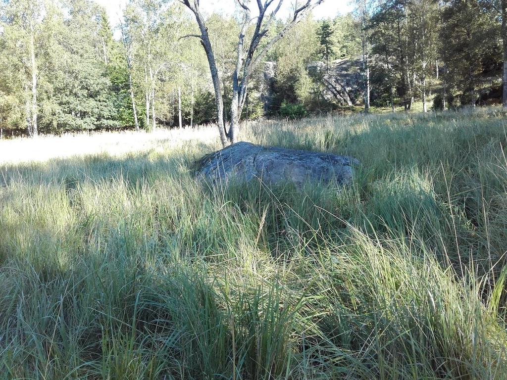 Alilaidunnettu, kolme lammasta alueella valvonta hetkellä syyskuun