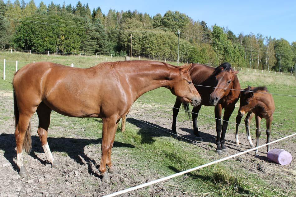 Harjoitusten/tehtävien purku ja oivallukset Harjoitukset puretaan välittömästi toimintatuokion jälkeen.