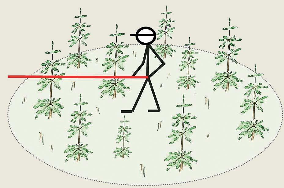 Mitä mitataan Kasvamaan jätetty puusto Koealan keskipisteessä pyörähdetään 3,99 metrin mittakepillä täysi ympyrä ja lasketaan mittakepin rajaamalta alueelta kasvamaan jätetyn puuston runkoluku