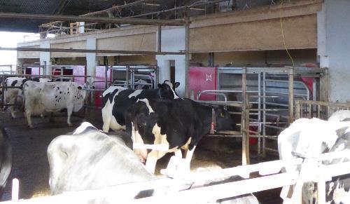 Esimerkkejä hukasta Automaattilypsy Lypsylle haettavat lehmät Yhden ohjattavan lehmän ajoon kului keskimäärin
