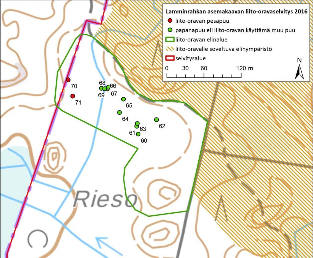 FCG SUUNNITTELU JA TEKNIIKKA OY Raportti 11 (15) Rieson elinalue Riesontien ja Tampereen kaupungin rajan väliin sijoittuu liito-oravan asuttama 3,46 hehtaarin laajuinen metsäkuvio entisten peltojen