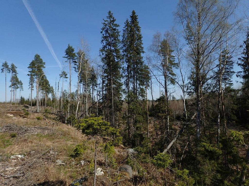 FCG SUUNNITTELU JA TEKNIIKKA OY Raportti 13 (15) Kuva 7. Hakkuun myötä autioitunut liito-oravan lisääntymis- ja levähdyspaikka rautatien varrella asemakaavoitettavan alueen ulkopuolella.