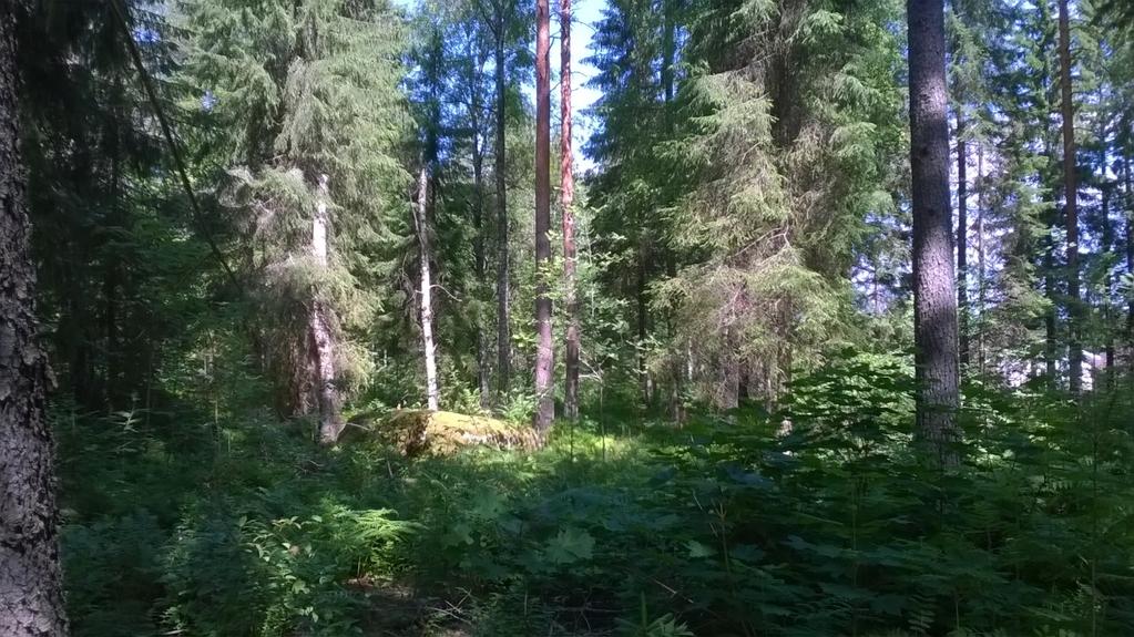 raitoja ja nuorehkoja haapoja ja nuoria vaahteroita. Alueen länsireunalla on soistunut alue, jonka puusto on mänty- ja koivuvaltaista ja tiheää (kuva 3).