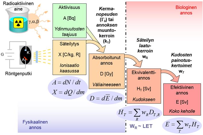 Työntekijöiden ja väestön annosrajat (liite 4) kokokeholle annetaan efektiivisen annoksen avulla.