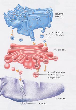 Proteiinisynteesi Vaiheet 3. Translaatio (jatkuu.