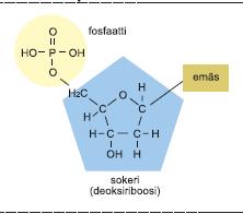 DNA ja RNA ovat nukleiinihappoja, jotka