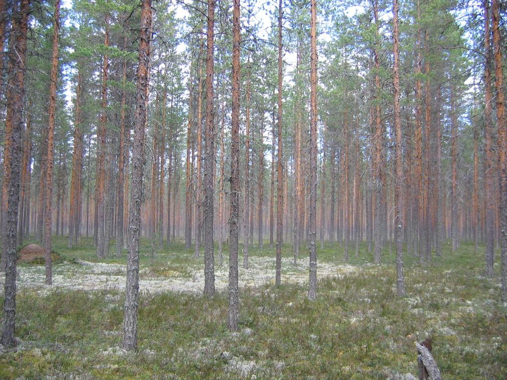 Kiitokset tilaisuudesta esitellä maaperään liittyviä