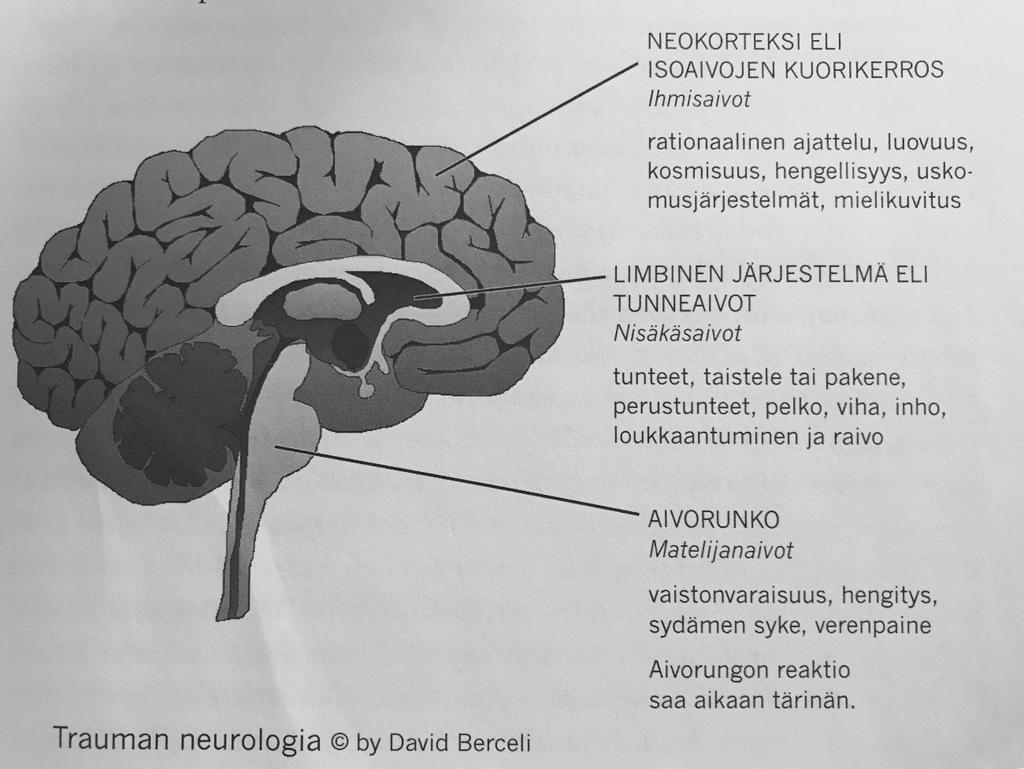 12 Kuva 1. Kolmiosaiset aivot (Berceli 2005, 39). Aivomme ovat kolmiosaiset koostuen aivorungosta, limbisestä järjestelmästä ja neokorteksista. Kukin osa tuottaa erityyppistä tietoa.