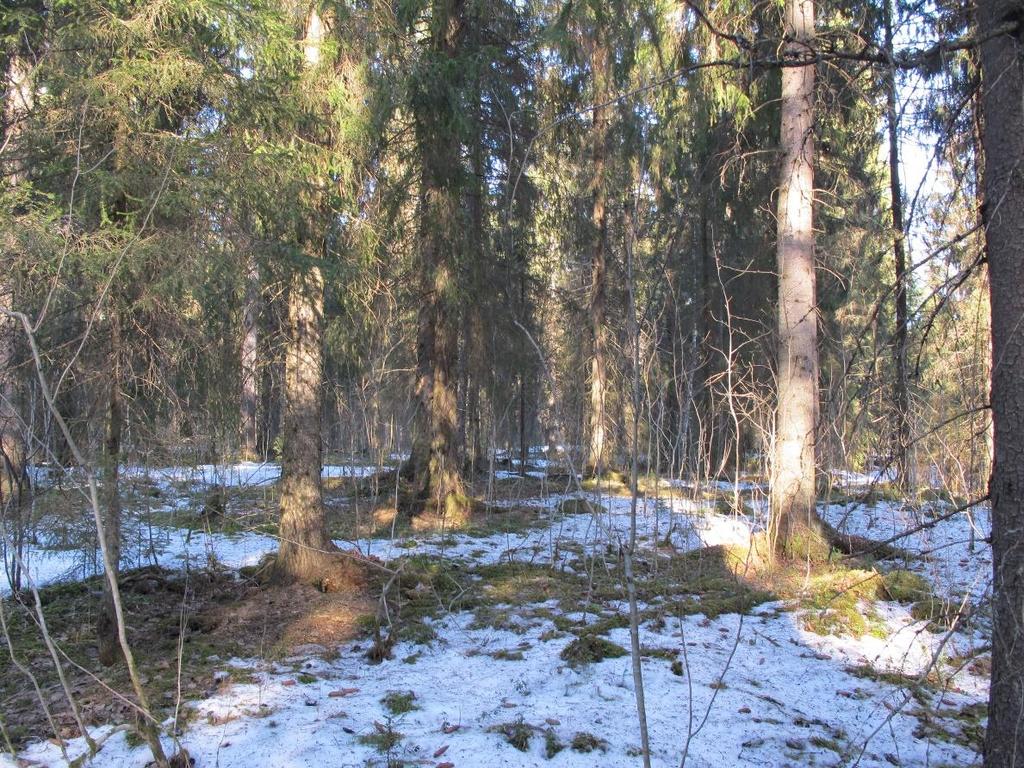 Osa-alue 1 Uudistuskypsää kuusikkoa, jossa on sekapuina mäntyjä ja kuvion länsireunalla muutamia haapoja. Kasvillisuus on tuoretta lehtomaista kangasta ja kasvilajisto tavanomaista.