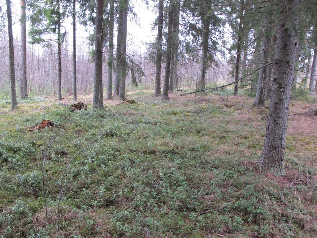 Kuva 4. Pieni kuusikkokuvio osa-alueella 7. Taustalla taimikkoa. Osa-alue 8 Nuorta tuoreen kankaan kasvatusmetsää, jonka pääpuulaji on koivu. Alueen itäreunalla on hieman runsaammin mäntyä.