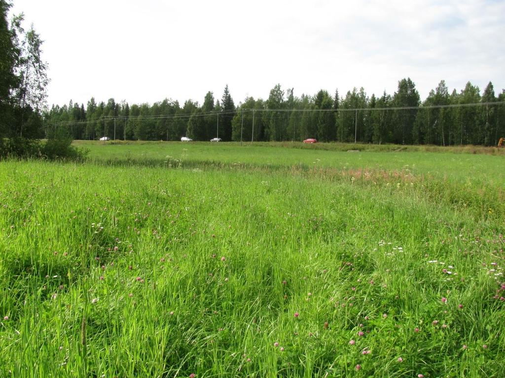 Kuva 7. Valtaosa suunnittelualueesta on peltoa (kohde nro 1). Melasjärven rannalla kasvaa muutama järeä havupuu, jotka erottuvat selvästi rantamai- Kuva 8.