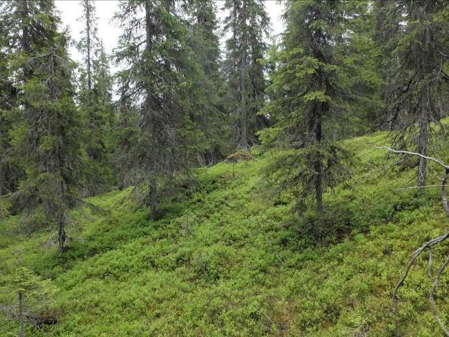 Muut alueet Korttelialueiden ulkopuolelle jääneet alueet Pitkäniemessä on merkitty maa- ja metsätalousalueiksi, jolla on erityisiä