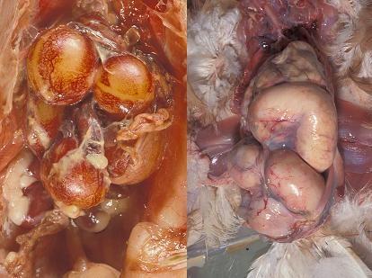 Kolitulehdus täysikasvuisilla kanoilla Useimmiten munanjohtimen ja vatsakalvon tulehdus ilmenee muninnan alussa (22-30 viikon iässä) Esiintymiseen vaikuttaa