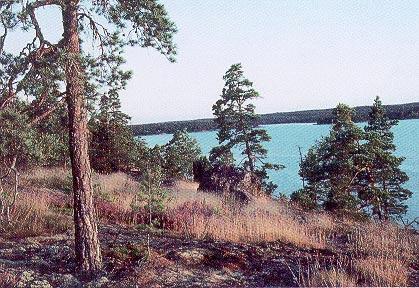 Folia Forestalia 1996(1) Kuva 1. Tämäkin Solbölen Bergön saarimaisemaa määrittävä metsä luokitellaan kitumaaksi.