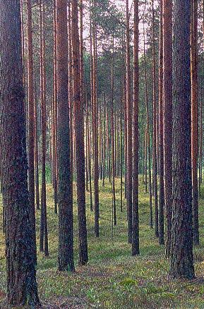 taminen toisistaan on koko metsäluonnon suojelua ajatellen keinotekoista. Suojelu Suojelun käsite on vielä täsmentymättömämpi ja epämääräisempi kuin metsä.