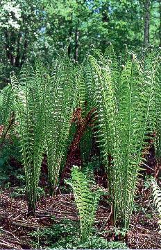 Folia Forestalia 1996(1) Tilastointia parannettava Suojelukäsitteet ja tilastointi osoittautuivat harvinaisen pettäväksi kentäksi. Numerot elivät riippuen lähteestä ja julkaisusta.