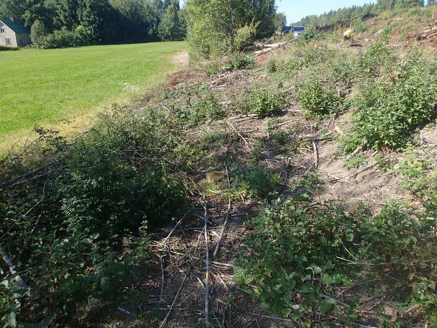 6 Tutkimusalueen länsiosan jyrkkää rinnettä vanhan tien penkereen (oik) ja pellon välissä. Idästä.