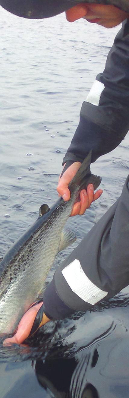 Jos kalaan joutuu koskemaan, on kädet ensin kasteltava tai käytettävä märkiä käsineitä.