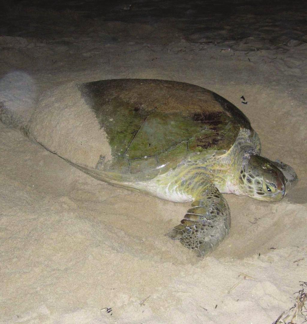 Takaisin hiekalle Kun kilpikonna on noin 26 vuoden ikäinen, sen kilpi nyt aikuisena on lähes metrin pituinen. ikuinen kilpikonna voi painaa yli 30 kiloa. Nyt se lähtee kohti uutta seikkailua.