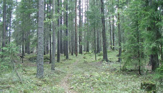 Vantaan Itä-Hakkilan lepakkoselvitys 2006 Kartoitusraportti