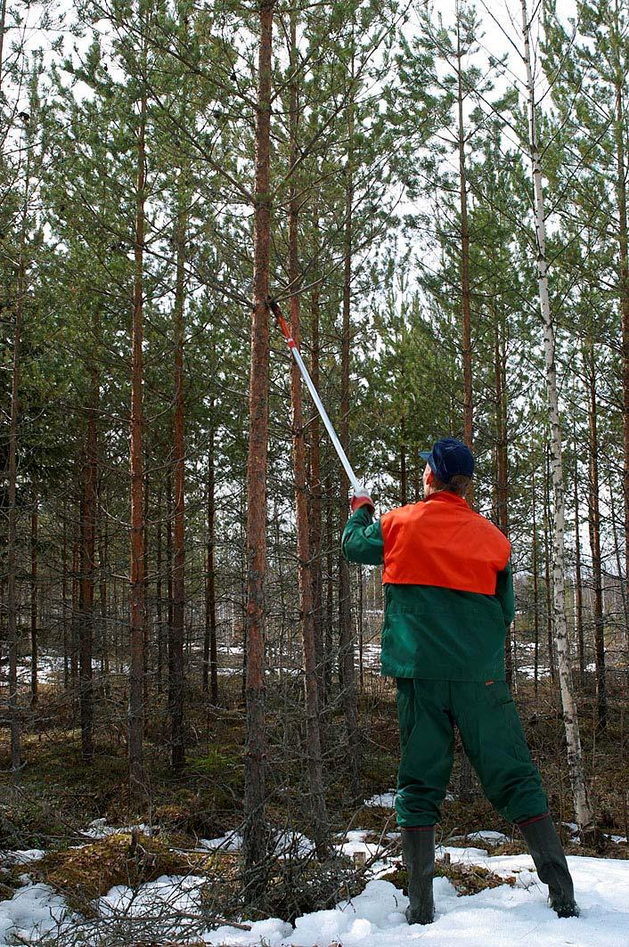 Pystykarsinta Hyvälaatuisista koivuista ja männyistä huippulaatua!