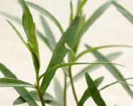 Rakuunan (Artemisia dracunculus) ominaisuudet Monivuotinen laji Kotoisin Siperiasta Käyttö o mausteeksi, tuoreena