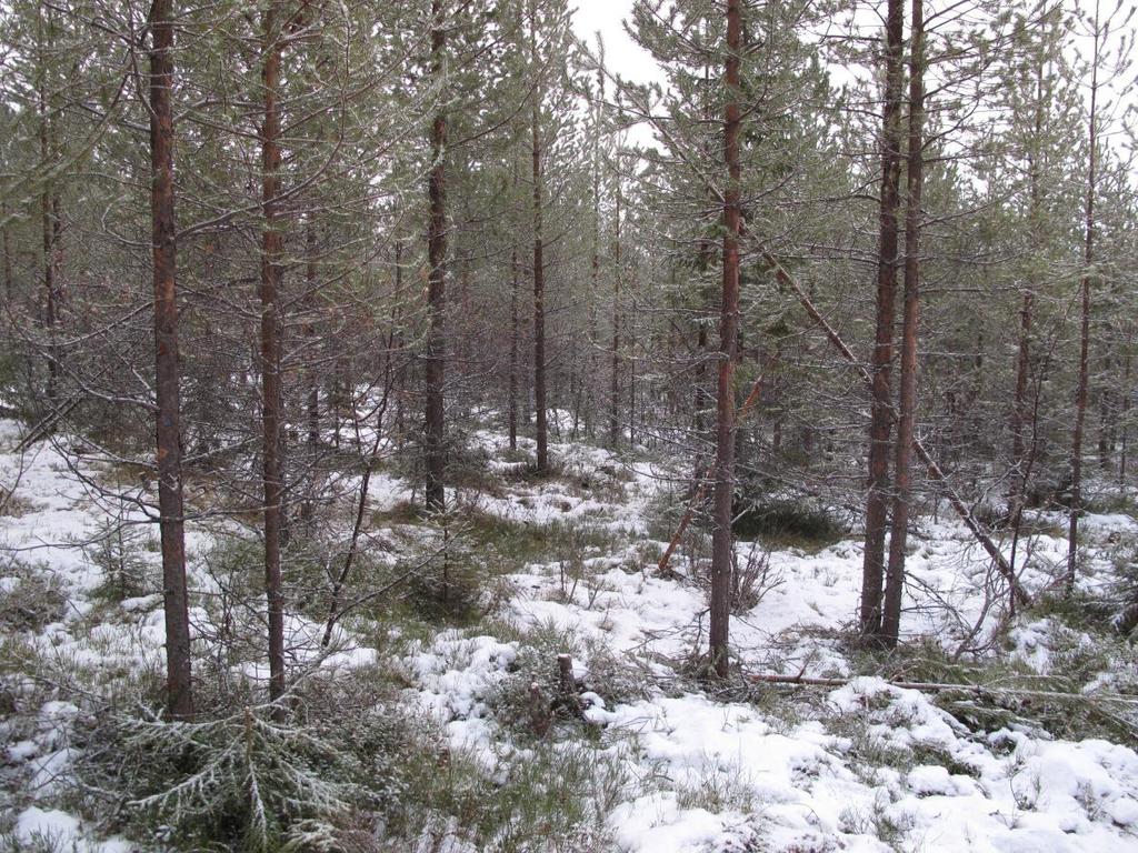 Käytäväharvennuksen kehittämishankkeen idea Käytäväharvennettu nuori männikkö Uumajassa,