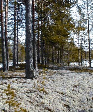 Alueen Alueen kaakkoispuolella kaakkoispuolella Pöllänlahden Pöllänlahden ranta-alueella ranta-alueella on kesäisin kesäisin toimiva majoitusyritys toimiva majoitusyritys mökkeineen.