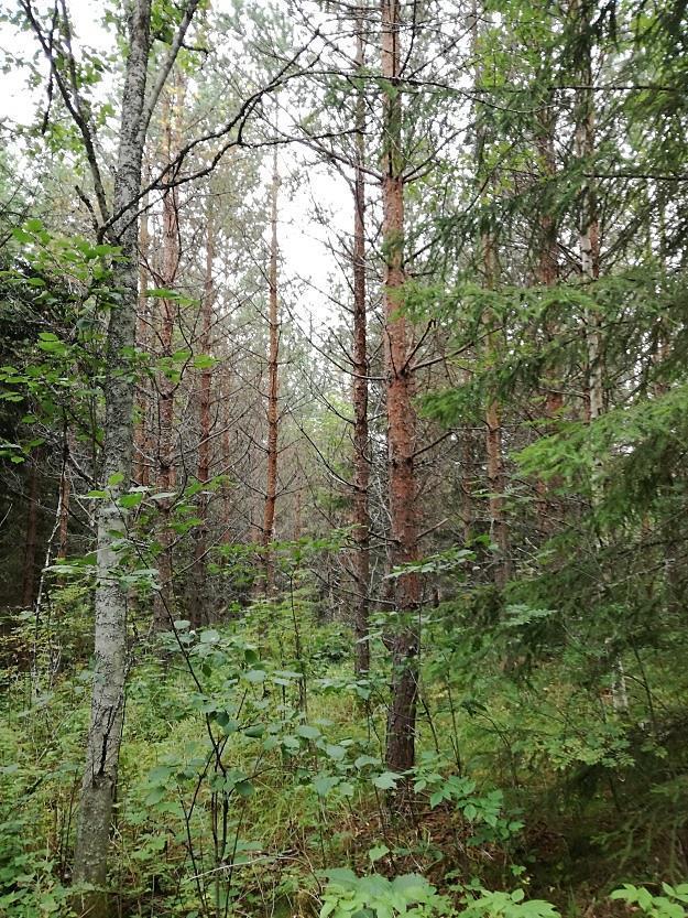 Alueen eteläkärjessä on risukkoista, mutta avointa sekametsää, jossa on paljon varttuneita kuusia ja toisaalta nuoria lehtipuita. Aluetta ympäröivät pellot.