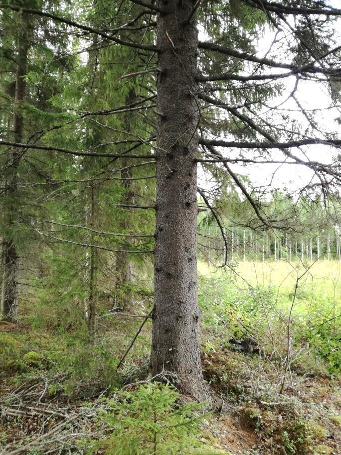 6 3. Tulokset Selvitysalueelta havaittiin liito-oravan elinalue, joka keskittyy alueen keskivaiheilla pellon viereiselle alueelle, selvitysalueen itä- ja kaakkoisreunalle (Kuvat 7 ja 8 ja Liitteet 1