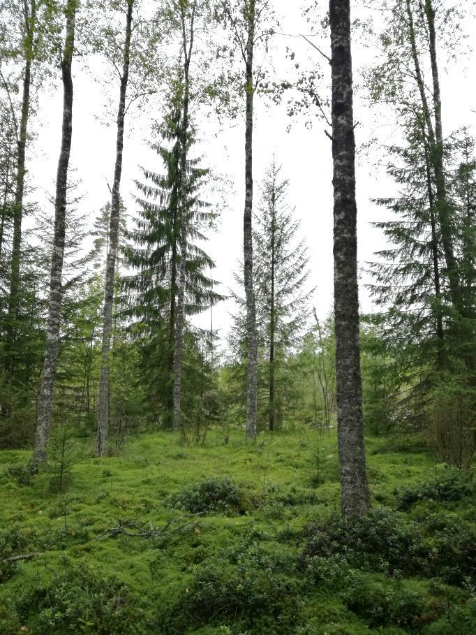 Kaiken kaikkiaan alueelta havaittiin 14 jätöskuusta ja yksi pesäpuu. Jätösmäärät kuusten tyvillä olivat pääasiassa yksittäisiä.