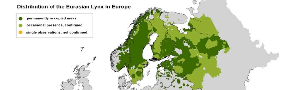 Liite I Euraasian ilveksen (Lynx