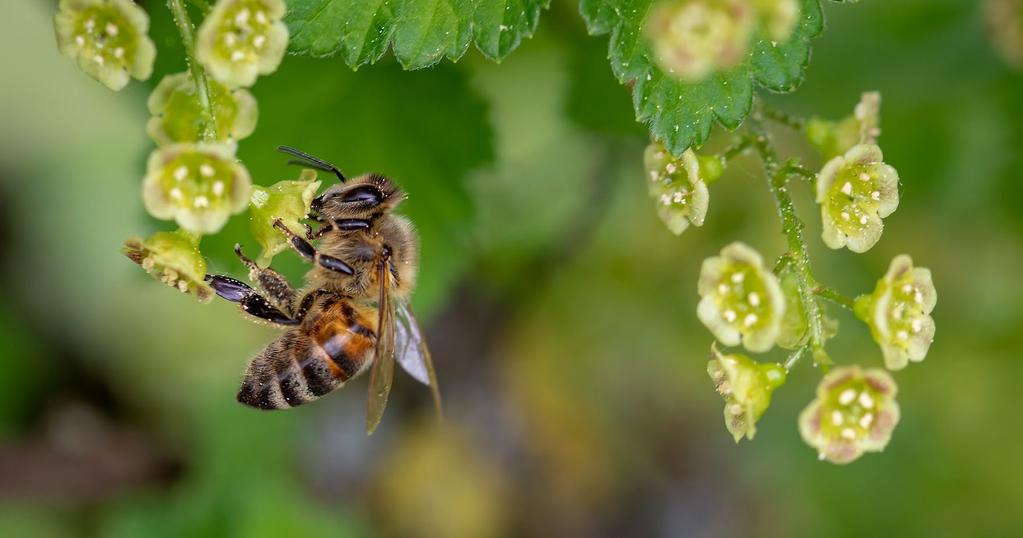 Kaikilla on tietysti alkuun paljon kysymyksiä mehiläistenhoidosta. Se ei ole ihan helppo ala. Siksi peruskurssi kannattaa käydä ennen kuin ottaa mehiläisiä.