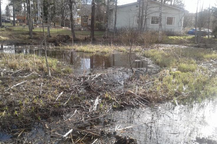 sia pajuja. Lammen ympärillä kasvaa harvakseltaan koivuja ja harmaaleppiä, muutamia raitoja ja haapoja. 10 Kuva 9.