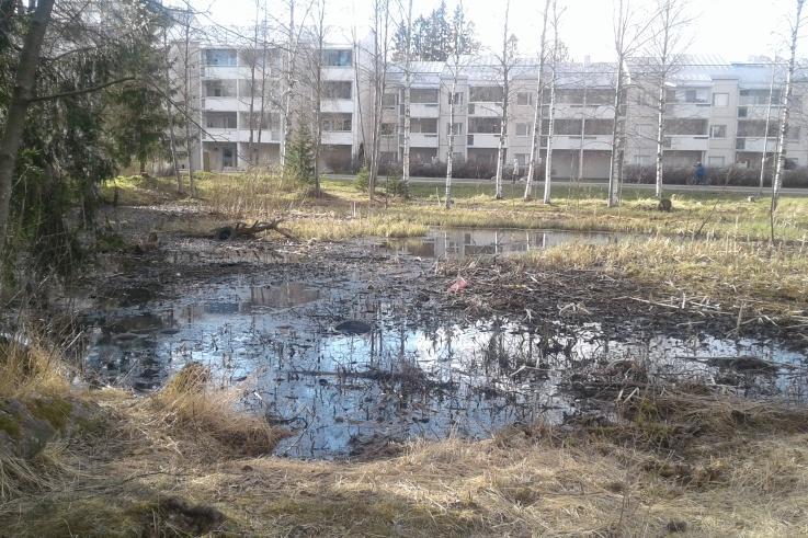 Pohjoispuolella Keskitalontien ja lammen välissä kasvaa kymmenkunta nuorta koivua, koivunvesoja ja pari kuusentaimea.