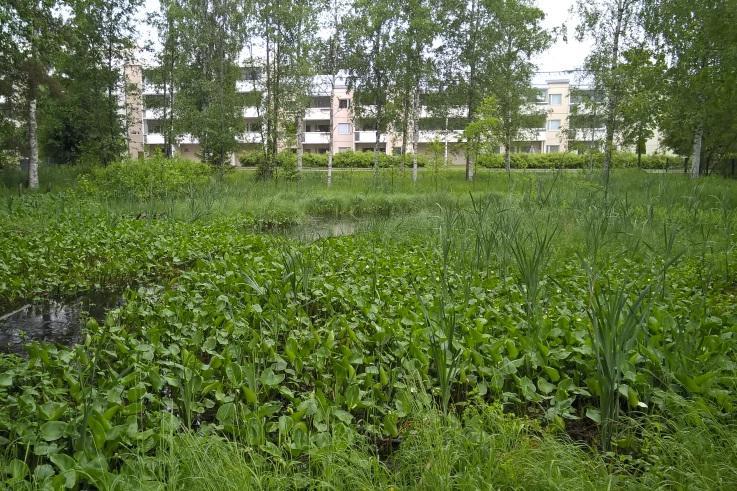 5 Suojelutarve Lammella ei havaittu äänteleviä viitasammakoita tai viitasammakon kutua.