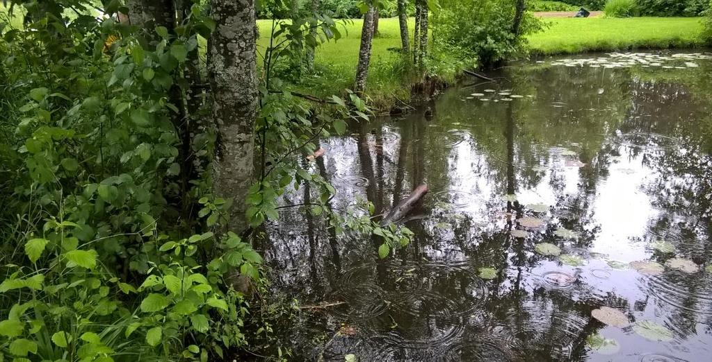 16 Kuva 16 a) ja b) Nummenlammen vesikasvillisuutta ja rantavyöhykettä.