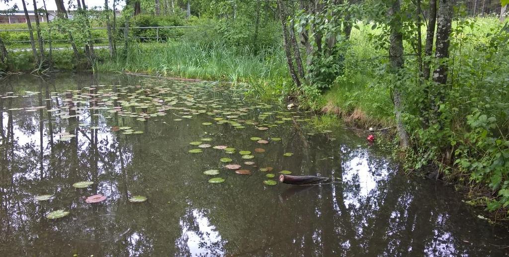 Lammen vesi- ja rantakasvillisuus on vähäistä. Kelluslehtisistä lajeista lammessa kasvaa vähän uistinvitaa ja lummetta. Uposkasvina erottui yksittäinen pikkuvita.