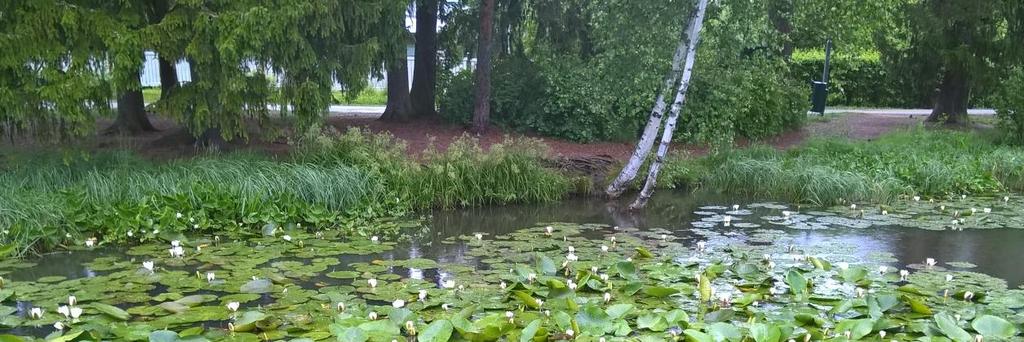 Vesirajassa kasvoi korpikaislaa, korpikastikkaa, vehkaa ja suursaroista ainakin pullo-, luhta- ja jouhisaraa.