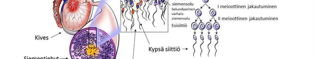 Siittiöt ja siittiötuotanto DNA-lähetti Siittiöt syntyvät kiveksen siementiehyeissä Pyöreät siittiöiden kantasolut erilaistuvat kypsiksi hännällisiksi siittiöiksi (70 vrk)