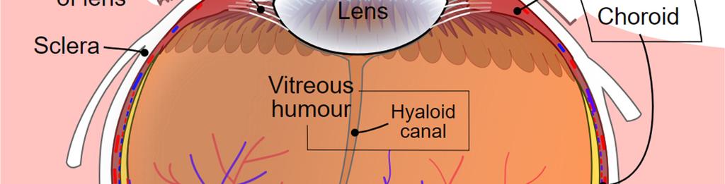 Silmän kaavakuva, wikimedia commons. 1.1 Ulkopinta Silmän ulkopinnalla on aina kyynelnestettä.
