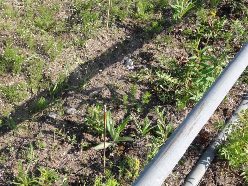 mg/kg Glyfosaatti- ja AMPA-pitoisuuksia maassa 5 vuotta aikaisemmin käsitellyillä metsätaimitarhalohkoilla 1 V. 2011 pesäkekäsittely glyfosaatilla näyte otettu 19.5.2016 0.9 0.
