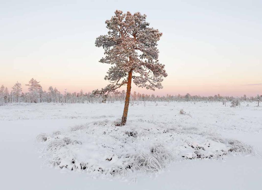 Suomänty. Lintusuo, Tyrnävä.
