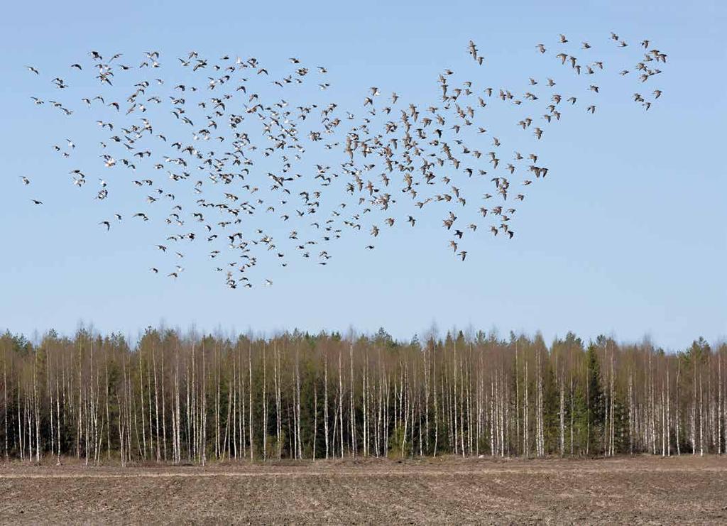 Suokukkojen muuttoparvi, Liminka.