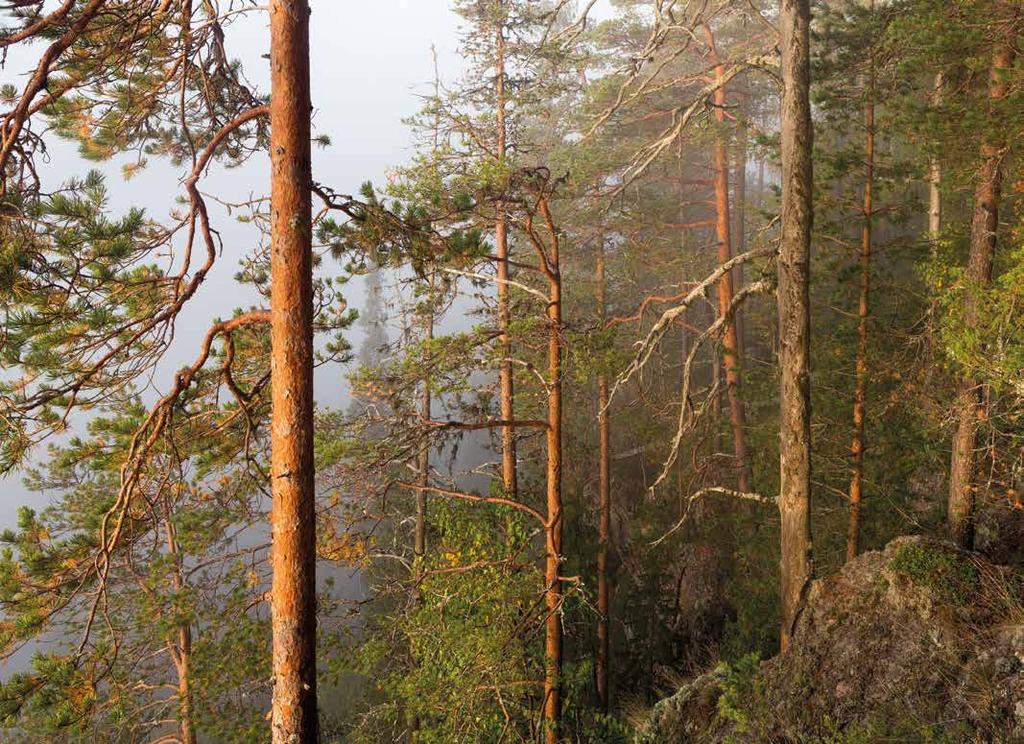 Aamusumua Oulangan kansallispuistossa, Kuusamo.