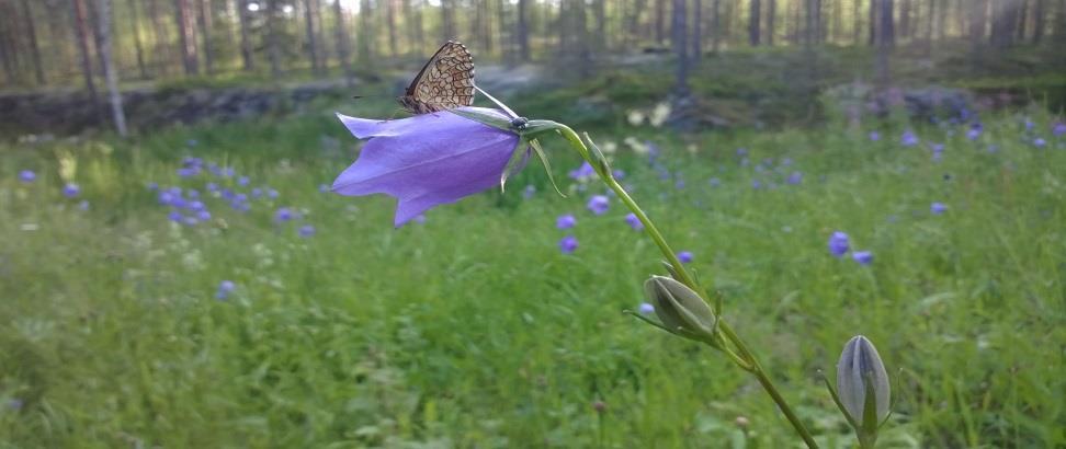 Vaikutusten ennakkoarviointeja Mikkelissä Päihdepalveluiden organisoiminen Sairaalarakentamisen osayleiskaavan muutos Sote palveluiden järjestäminen Palvelusetelin käyttöönotto varhaiskasvatuksessa