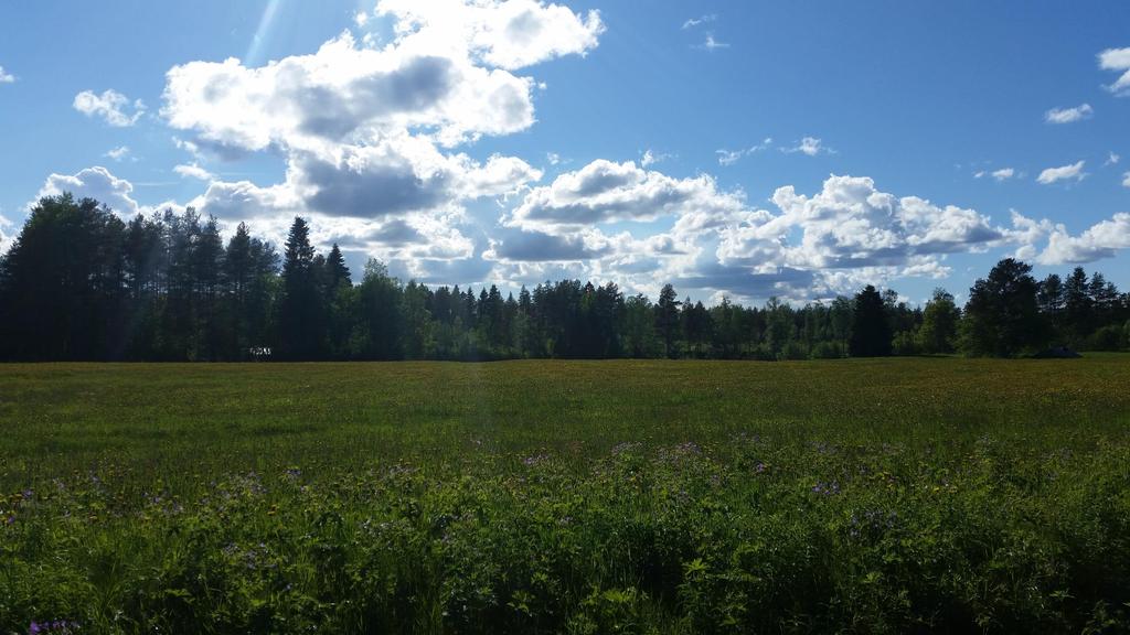 Luonnossa liikkumisen terveys- ja hyvinvointivaikutukset Riitta Pyky, tutkija,