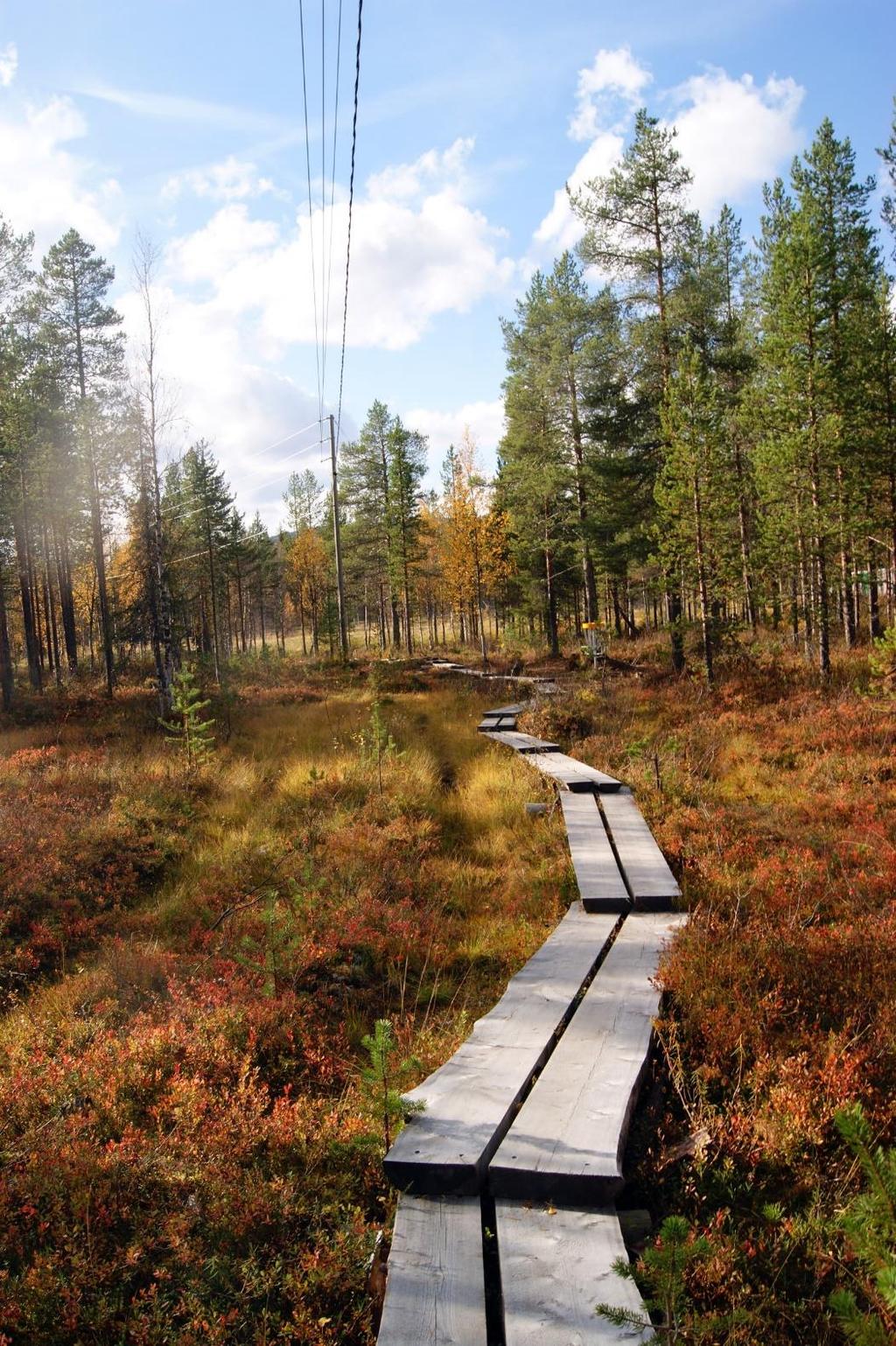 Millainen luontoympäristö elvyttää?